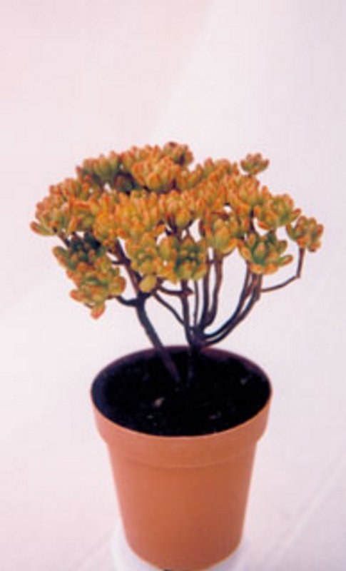 Aeonium Sedifolium.jpg